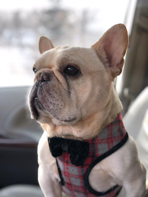 /Images/uploads/Minnesota Spay Neuter Assistance Program/MNSNAP/entries/9388thumb.jpg